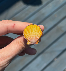 sunrise shell ring - gold - size 8