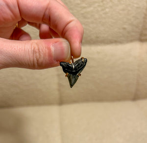 shark tooth pendant