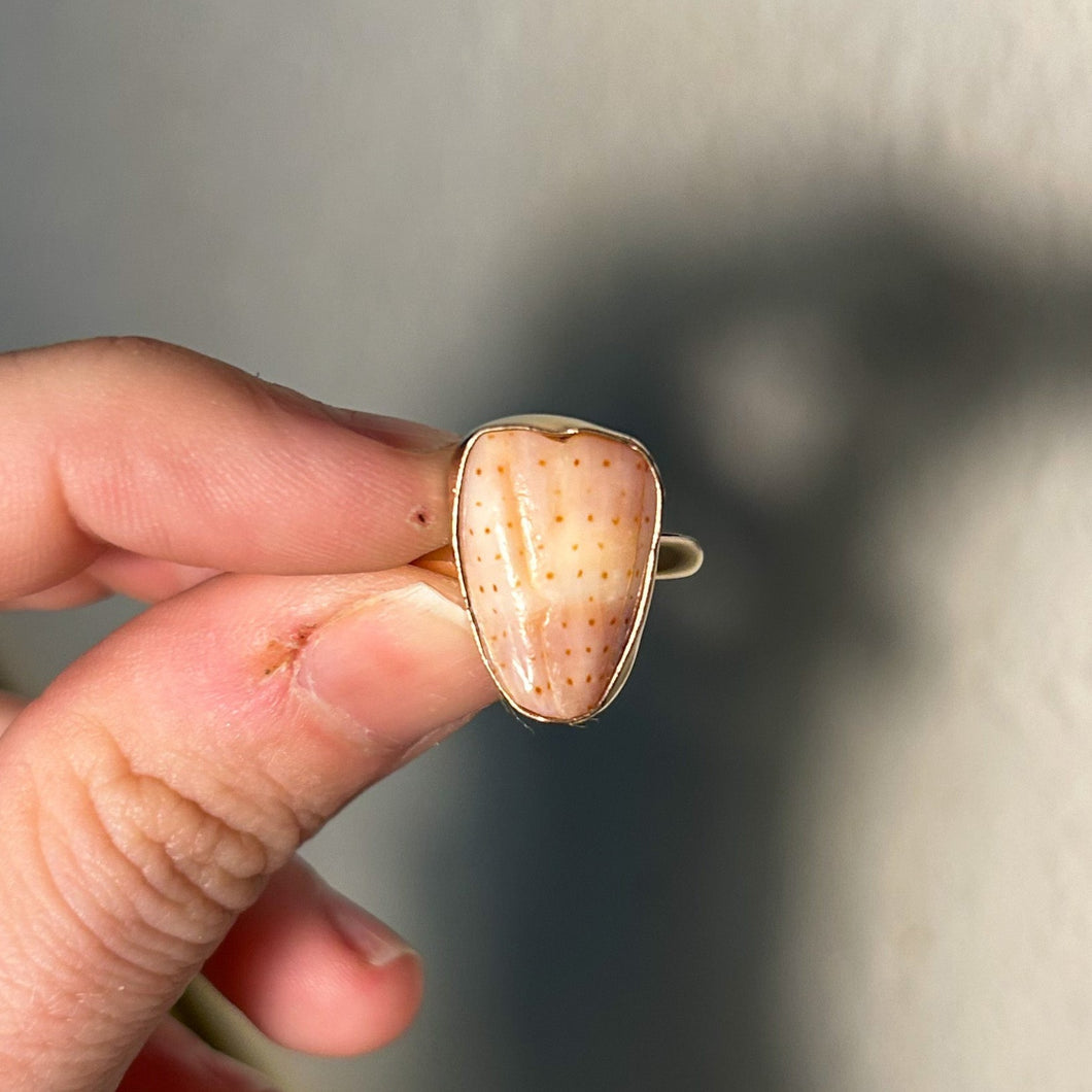 size 6 abbreviated cone shell ring