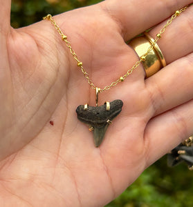 shark tooth necklace #2