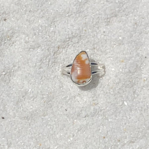 silver shell bit ring (size 8)